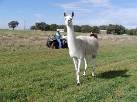 Mr. Llama posing
