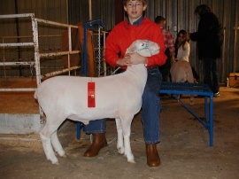 2nd place hair lamb shown by Adam