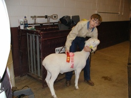Adam Reed and Royal White Show Lamb